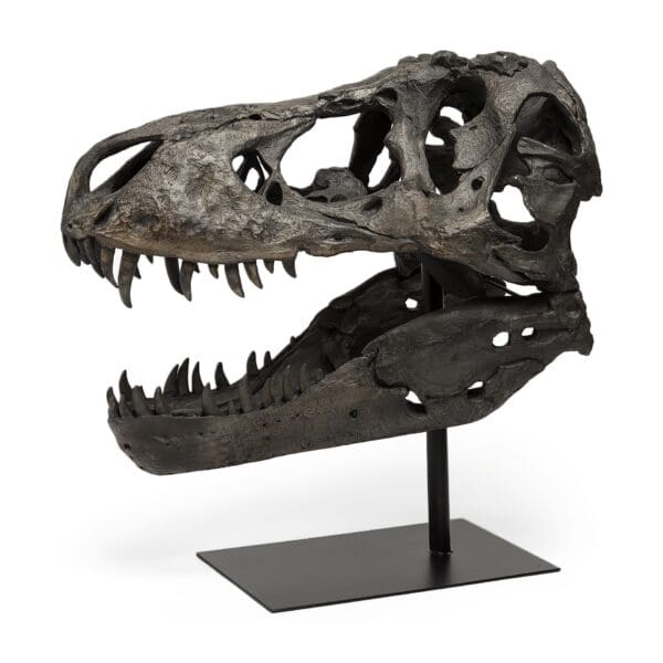 Authentic Replica T Rex Skull Sculpture - Image 2