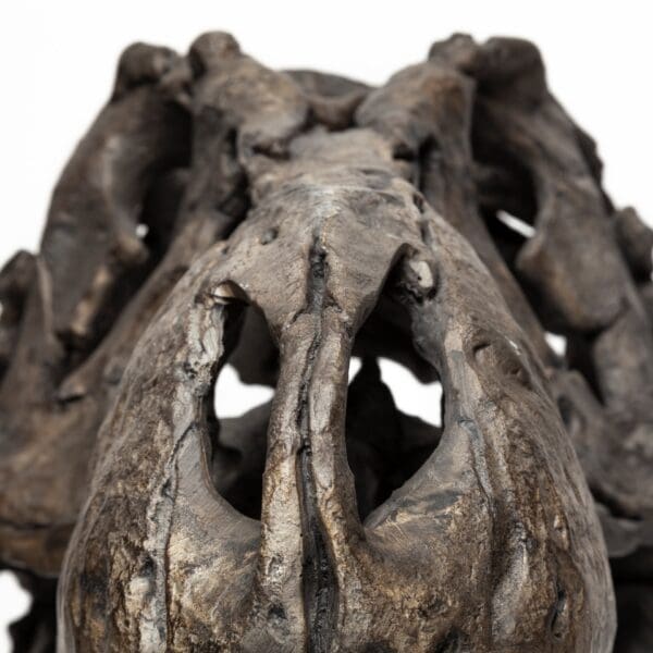 Authentic Replica T Rex Skull Sculpture - Image 7