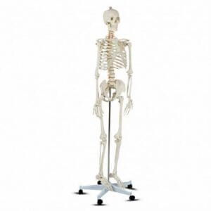 70.8-Inch Life-Size Human Skeleton Model – Premium PVC Medical Anatomy Study Model with 5-Wheel Locking Base